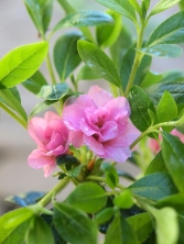 Azalia japońska 'Rosinetta' 